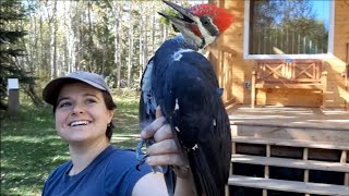 Slow Motion Release of a Pileated Woodpecker