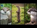 Cute Otters - Playing and swimming | 🦦🌎🎶🦦 #shorts