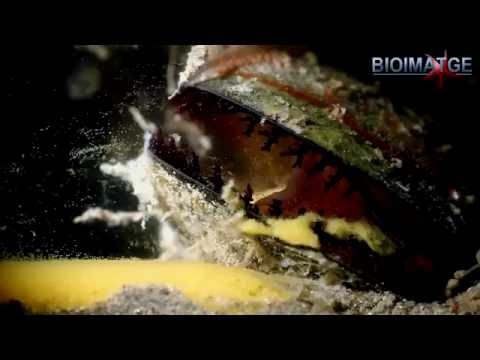 Video: Cebada de moluscos bivalvos de agua dulce: descripción, hábitat, reproducción