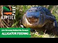 ALLIGATOR FEEDING | AUSTRALIAN REPTILE PARK