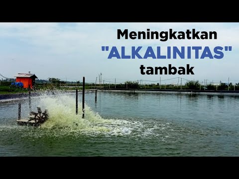 Video: Apa yang dimaksud dengan alkalinitas dalam kolam?