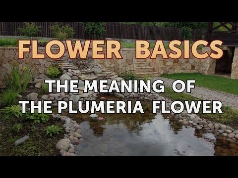 The Meaning of the Plumeria Flower
