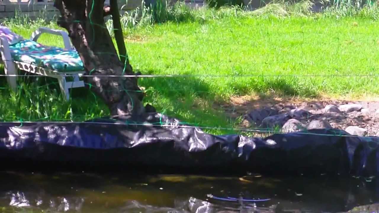 Snake in Koi Pond.AVI
