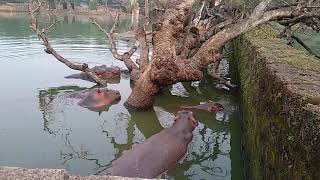 Hippos at Nandankanan Zoo