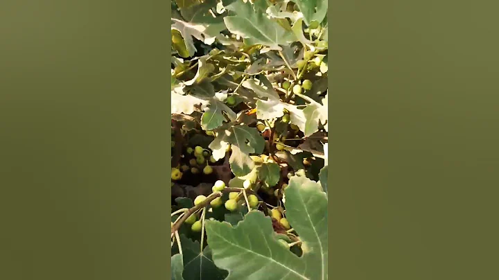 figs!!k.s.a life...