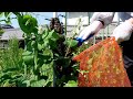 Swarm removal! Capturing a swarm of Japanese honeybees (apis cerana japonica)  on a pole