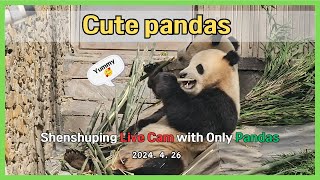 선수핑의 멋진 판다를 집에서 볼 수 있어요(푸바오가 있는곳) Live broadcast from Shenshuping Panda Base with Fu Bao