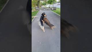 Вот это реакция собаки на других собак? #собака #пёс #dog #dogs #животные #домашниеживотные