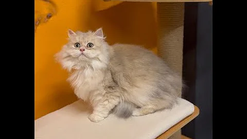 Watch the video about Fluffy British Longhair Kitten Playing | Golden Blue AY12 Beauty! 😻 #shorts