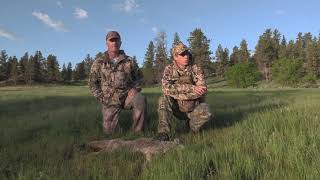 Early Morning Coyotes! | My Favorite Time to Hunt! by OutDoors 406 4,216 views 3 years ago 10 minutes, 2 seconds