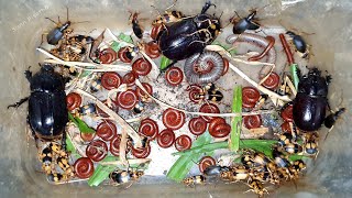 Insects Group Such As Monster Night Beetles and Red Millipedes