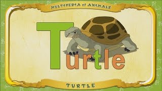 Multipedia Of Animals. Letter T - Turtle