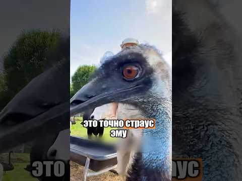 Самая хулиганистая птица в мире 😂😅 #милыеживотные #животные