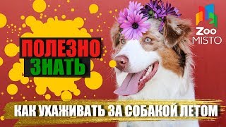 Полезно знать с ZooMISTO | Как ухаживать за собакой летом Полезно знать с ZooMISTO | Как ухаживать за собакой летом