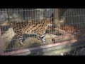 東山動物園の惨劇  ユキヒョウが、サーバルキャットを襲う瞬間映像