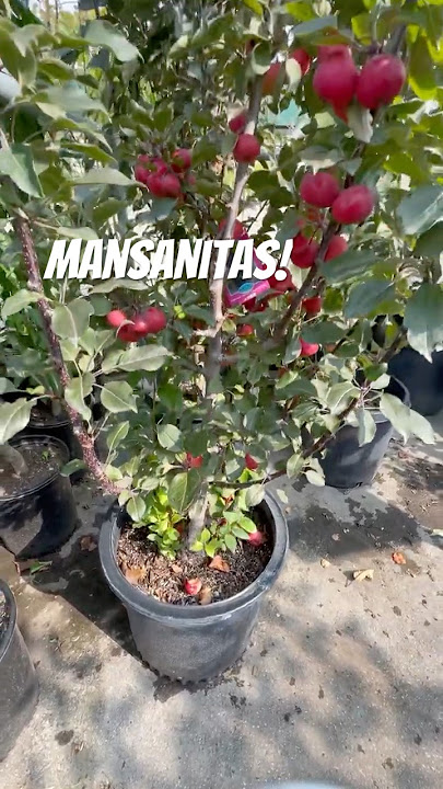 Amazing crab apple tree! 🇨🇦