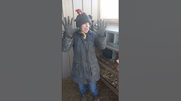 🥚🏆Do You Want Clean Chicken Eggs and Nest Boxes? #shorts