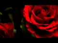 Miniature de la vidéo de la chanson Red Roses For A Blue Lady