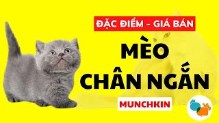 Mèo Munchkin chân ngắn giá bao nhiêu? Thông tin mèo chân ngắn Munchkin - Tiki Pet Store by Tiki Pet Store 6,683 views 2 years ago 6 minutes, 7 seconds