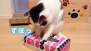 【超かんたん】猫に手作りズボラおもちゃをあげてみた  #猫 #音くん #おもちゃ