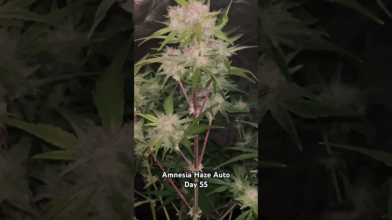 Amnesia Haze Auto 