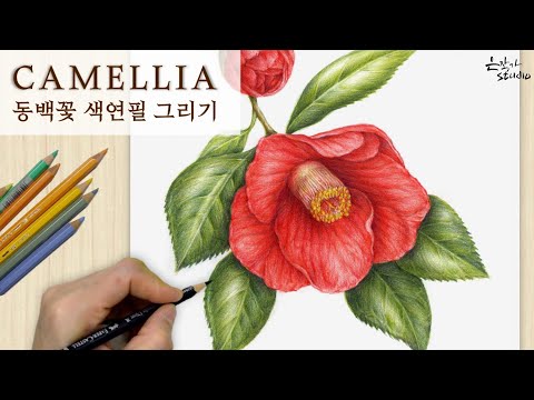 ቪዲዮ: የካሜሊያ አበባ ችግሮች - በCamellias ላይ ለቡድ ጠብታ ምን እንደሚደረግ