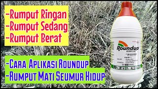 Cara Aplikasi Herbisida Roundup Rumput Mati Selamanya