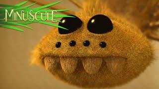 Minuscule - Chocolate fly / Mouche au chocolat (Season 2)