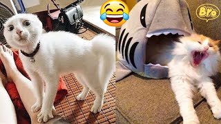 Funniest Animal Videos 😆 Try Not To Laugh Cats And Dogs 🤣 😆 CHARLIE #12