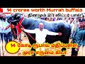 தினமும் 27 லிட்டர் பால் | ரூ.15 கோடி மதிப்புள்ள முரா எருமை | Rs.15 Crore worth Murrah buffalo Bheem