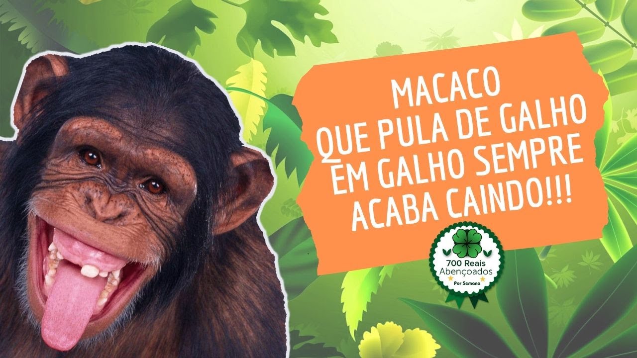 Pula Macaco no Galho, Macaco Pula - WAS IMPORTS