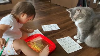 オモチャチェックをしたい猫　ノルウェージャンフォレストキャットA cat who wants to check toys. Norwegian Forest Cat.