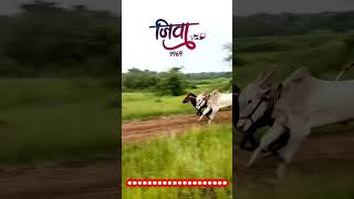           king reels marathi   edit race yt