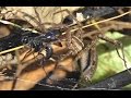 Funnel Weaver Spider meets a Spider Wasp