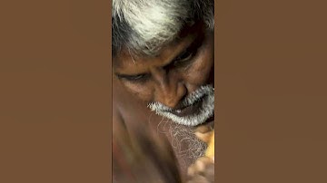 Real #cinnamon is harvested from the dried inner bark of this tree. #spices #srilanka