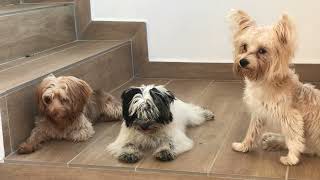 These are my cute little Yorkshire terrier puppies i love them by The Dogs World 13 views 1 month ago 1 minute, 3 seconds