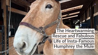 The Heartwarming Rescue and Fabulous Life of Insta-Famous Humphrey the Mule