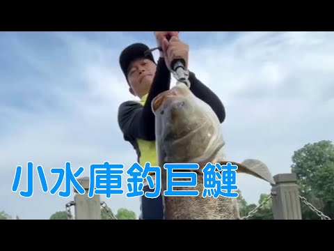 鄧剛釣魚丨公園小水庫釣巨鰱，切線跑魚狀況不斷，老闆含淚掙了我300【天元鄧剛】