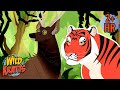 Creature Combat Tiger Vs Sambar Deer Wild Kratts Creature Combat Tiger Vs Sambar Deer Wild Kratts