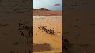 منظر ساحر لقطيع من سفينة الصحراء في وادٍ ساحر بشمال الحليفة