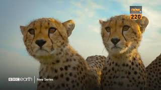 Now TV - BBC Earth - 《塞倫蓋蒂 第3季 Serengeti S3》 Now TV - BBC Earth - 《塞倫蓋蒂 第3季 Serengeti S3》