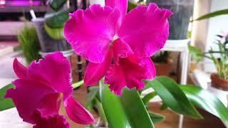 Цветущие каттлеи: Cattleya Wolkerinter  Rlc. Chomthong Delight   Rlc. Hsinying Scarlet &#39;Cherry&#39;