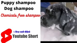 Puppy shampoo | Dog shampoo | CHEMICALS free shampoo | #shorts | #youtubeshorts | #shortsfeed