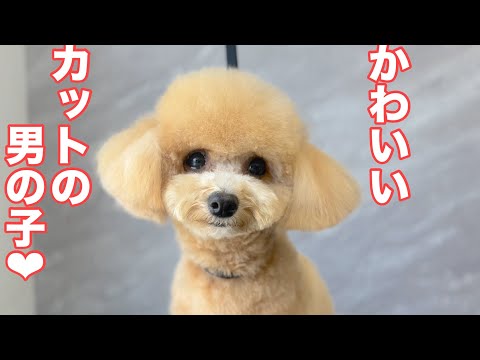ビションプーのかわいいカットスタイルの男の子♪(神楽くん)