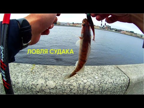 ЛОВЛЯ СУДАКА НА ОТВОДНОЙ ПОВОДОК | РЫБАЛКА НА НЕВЕ