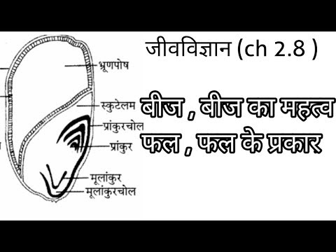 वीडियो: मूरिश लॉन (46 तस्वीरें): एक खिलने वाले लॉन के पेशेवरों और विपक्ष, बीज की संरचना, परिदृश्य डिजाइन में क्या हो सकता है, समीक्षा