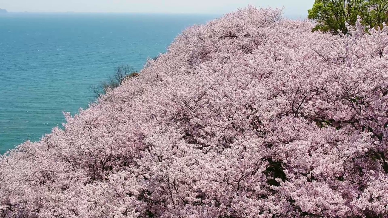 赤穂御崎 桜 Youtube 赤穂御崎 桜 Youtube