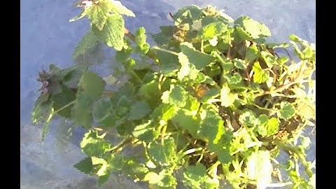 SOIL TESTING I of II: What can you learn from a DIY Soil Test?