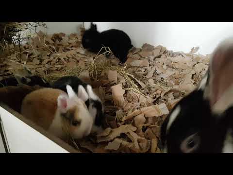 Onze babykonijnen! Nu 3 weekjes oud. Onze babykonijnen! Nu 3 weekjes oud.