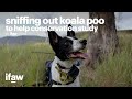 Detection dogs helping koala conservation study one poo at a time